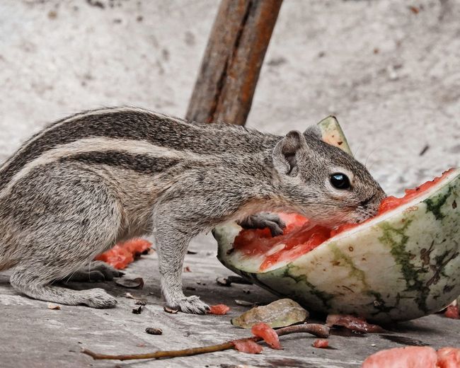 Close-up of squirrel eating fruit