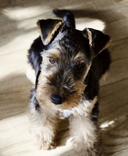 Welsh terrier puppy