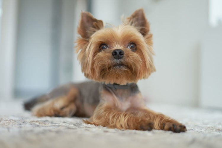 Portrait of dog lying down