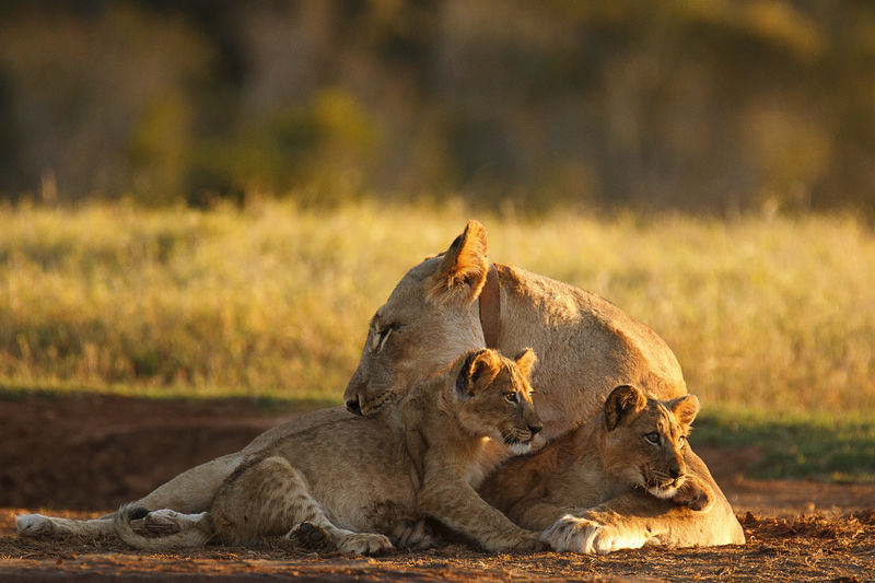 Lioness with cubs relaxing on field during sunset