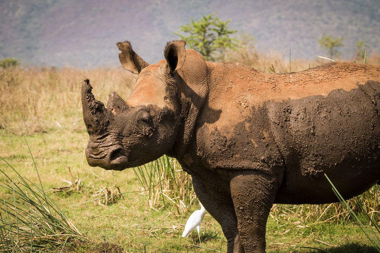 Rhino standing on field