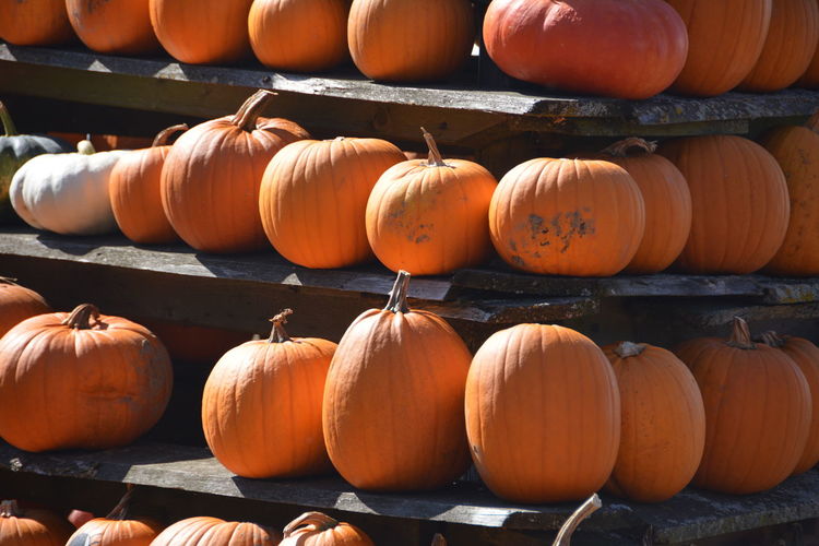 Close-up of pumpkins for sale in market