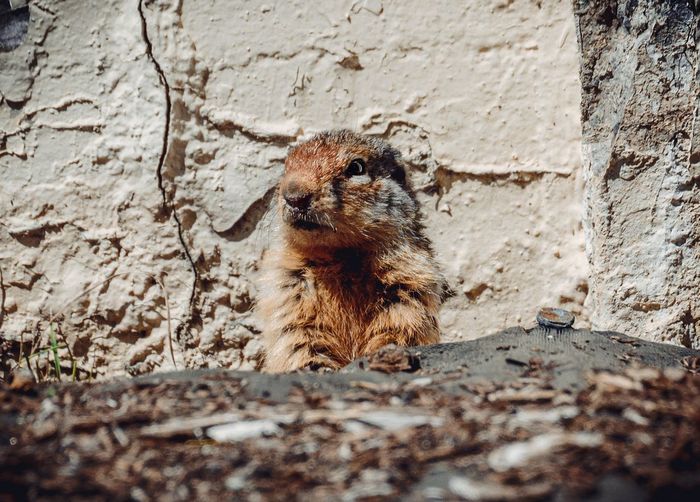 Golden mantled ground squirrel poking its head out of its burrow by a wall