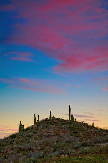 Saguaro cactus on a small hill with dramatic colorful clouds in tonto national forest, arizona.