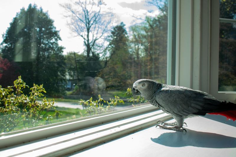 An african grey parrot standing on a windowsill next to a large window looking at the camera