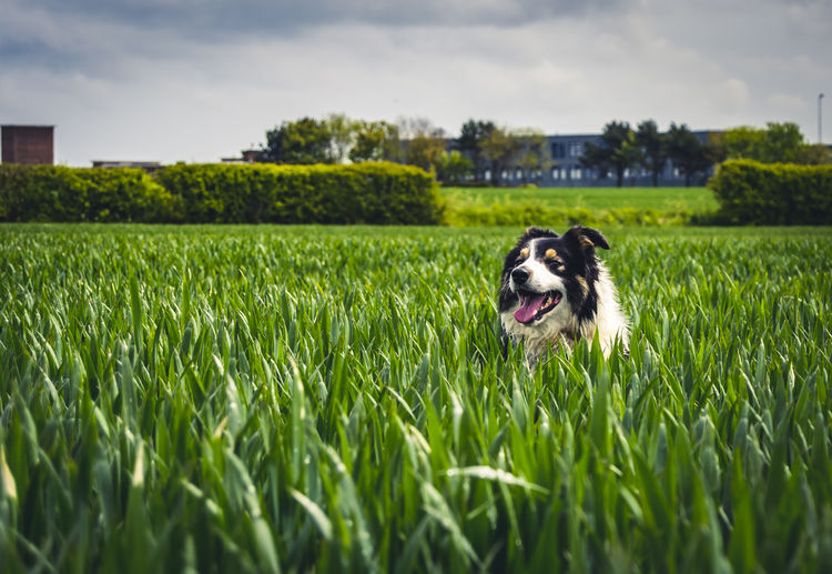 Close-up of dog on field against sky