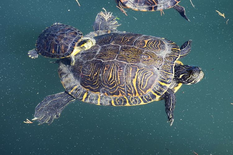 High angle view of tortoises swimming on sea
