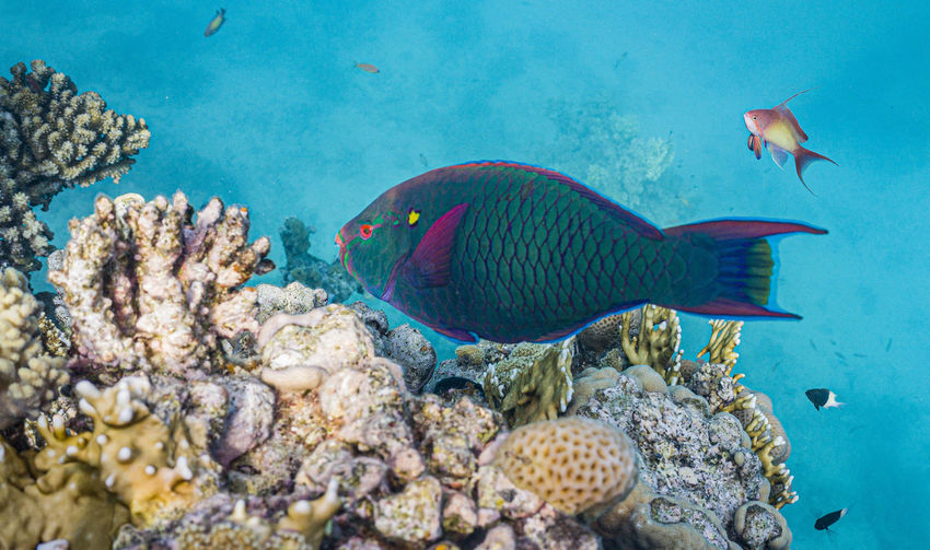 Unrealistically beautiful underwater world of the red sea