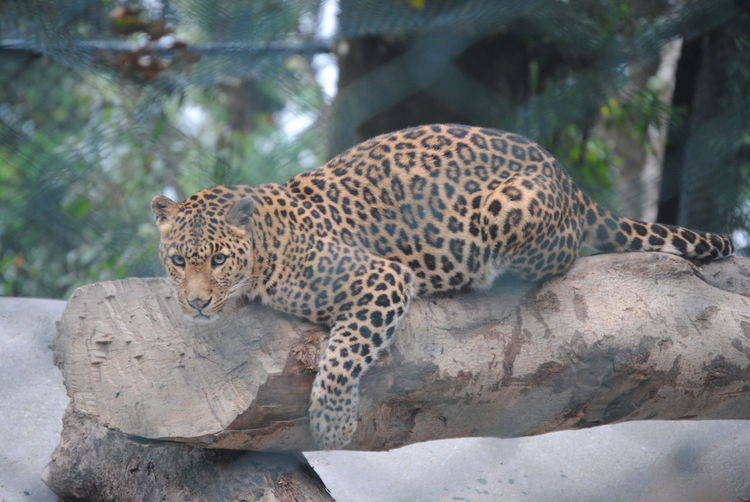 High angle portrait of leopard on log at zoo