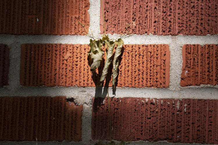 Browning green leaves on a dying vine growing down a red brick wall