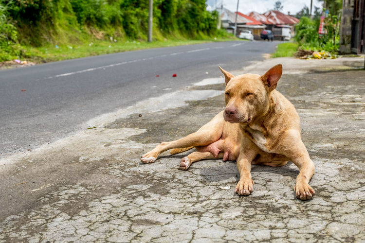 Dog relaxing on road in city