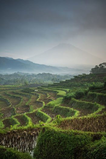 Scenic view of rice field against sky with mountain background in the morning
