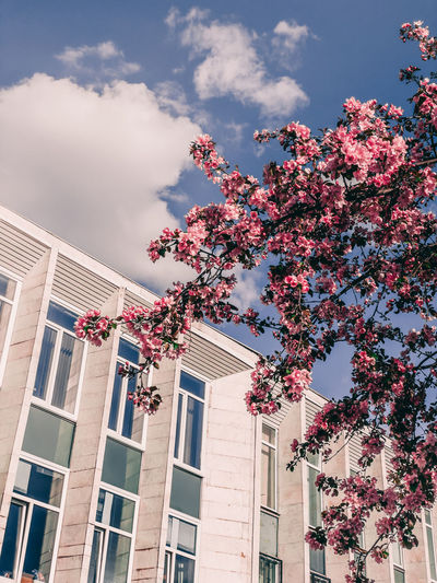 Low angle view of pink flowering tree by building against sky