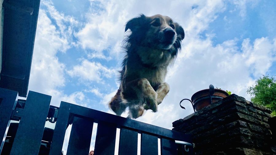 Low angle view of a dog against sky