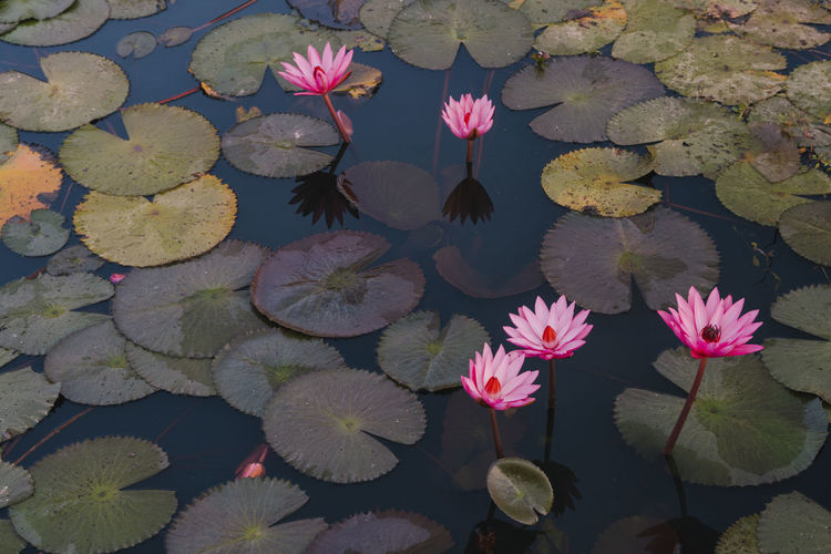 High angle view of pink water lily in pond
