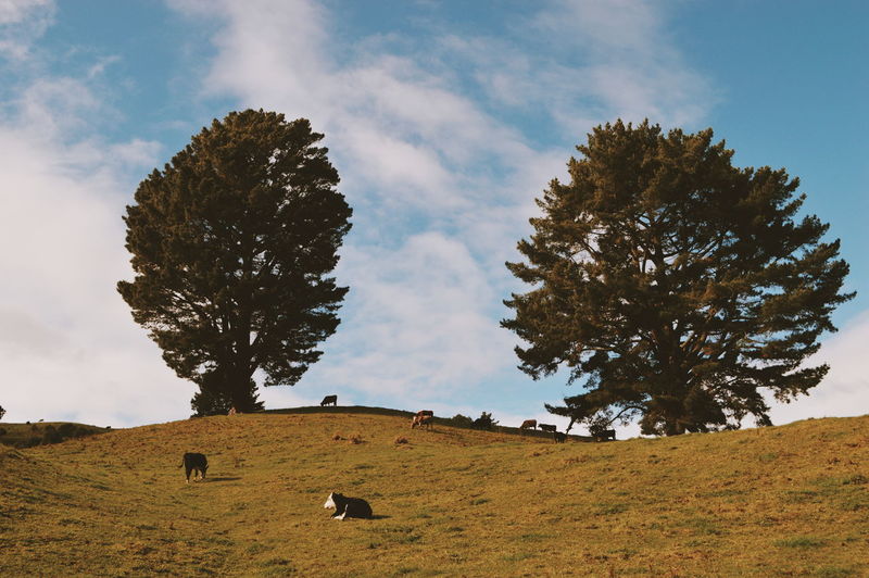 Cattle on hill against sky