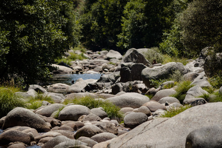 Stones on rocks by trees