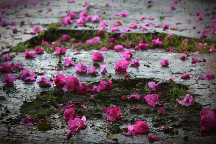 High angle view of pink flowering plants