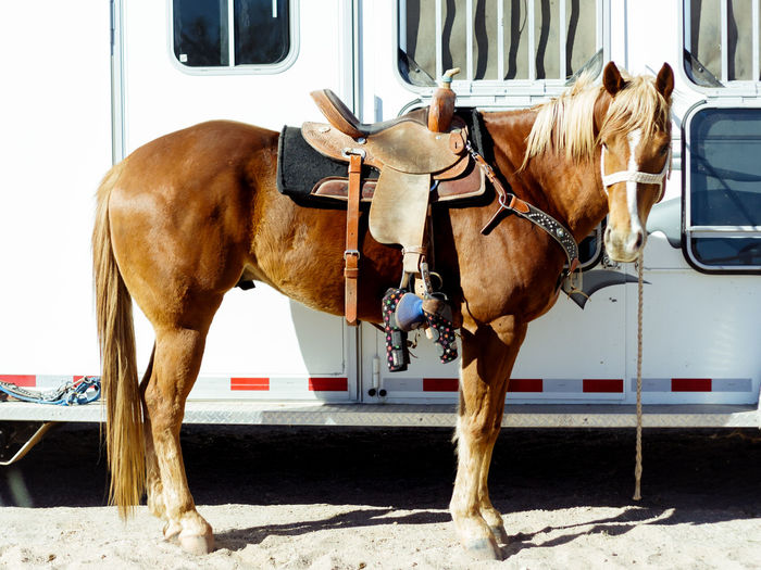 Horse against trailer