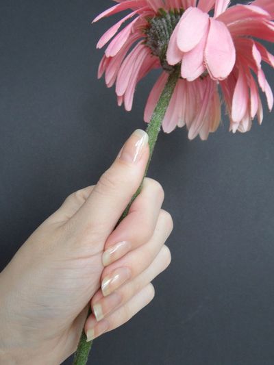 Cropped hand of woman holding pink flower against gray wall