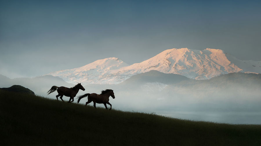 Horses on field against mountain range