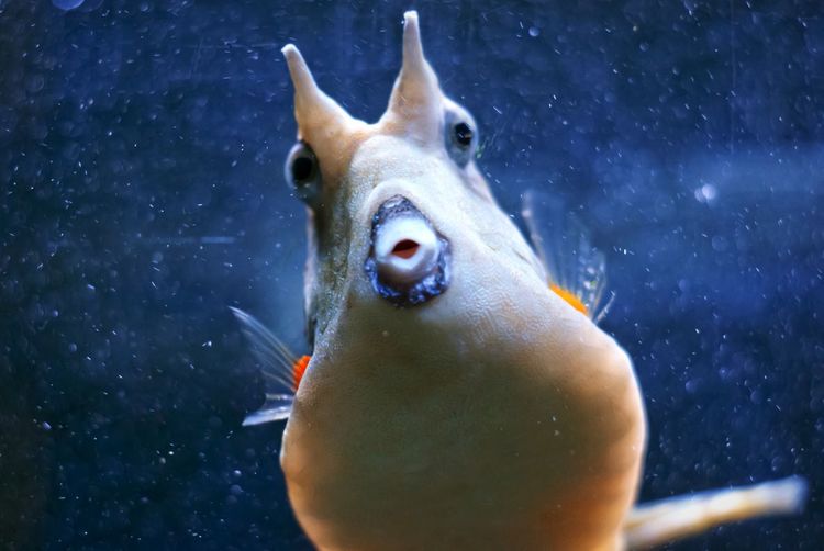 Close-up of longhorn cowfish in aquarium