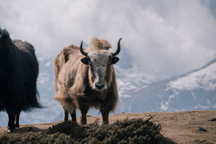 View of an animal on land