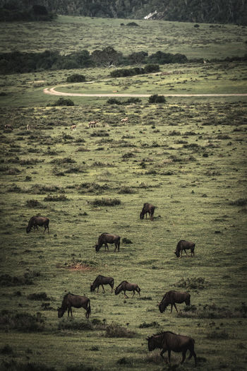 Flock of sheep grazing in a field