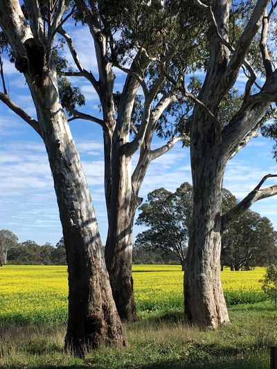 Trees on grassy field