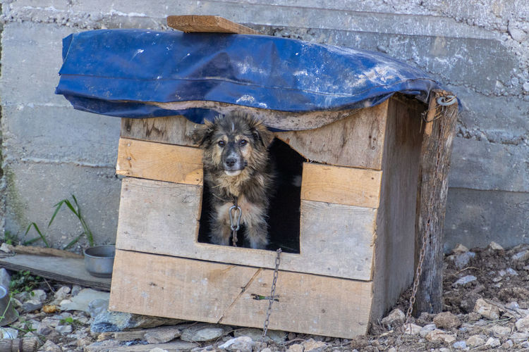 Portrait of dog by wall