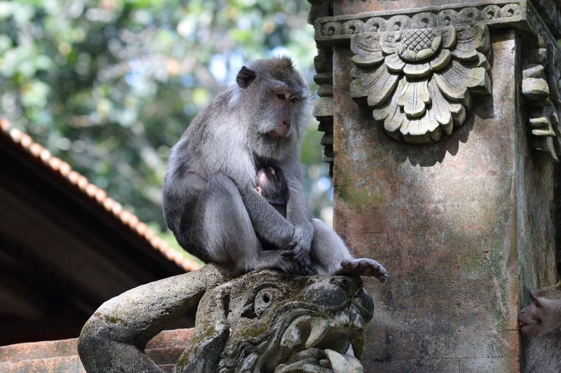 Close-up of monkey