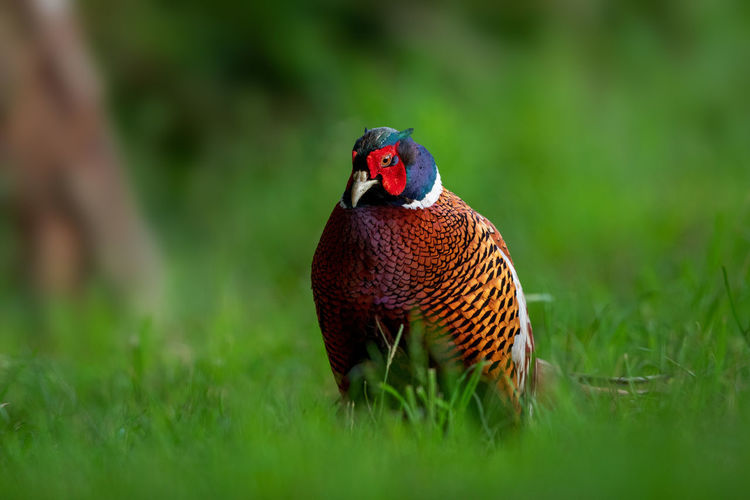Close-up of ring-necked pheasant on grass
