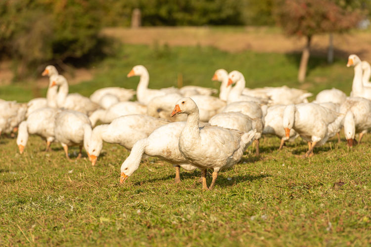 Flock of ducks on field in farm