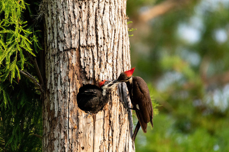 Birds kissing in tree trunk
