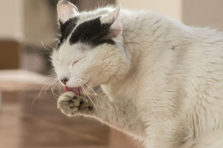 Side view of white cat licking limb at home
