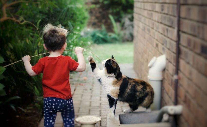 Rear view of boy and cat at backyard