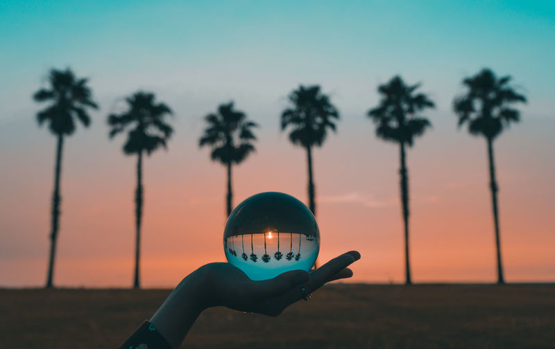 Cropped hand holding crystal ball against palm trees at beach during sunset