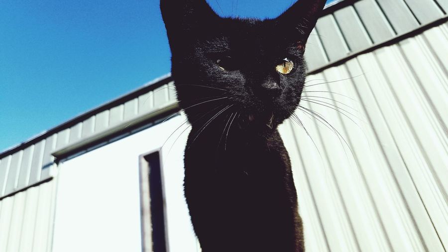 Low angle view of a black cat outdoors