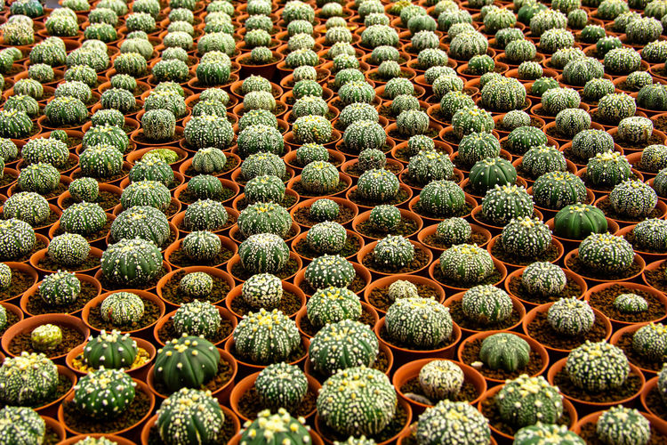 Close up textured of cactus plant