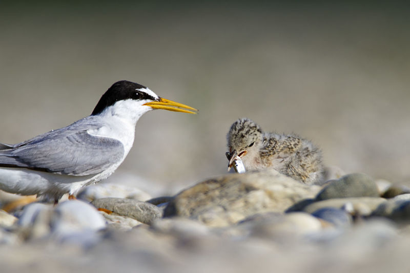 The little tern nesting on the drava river