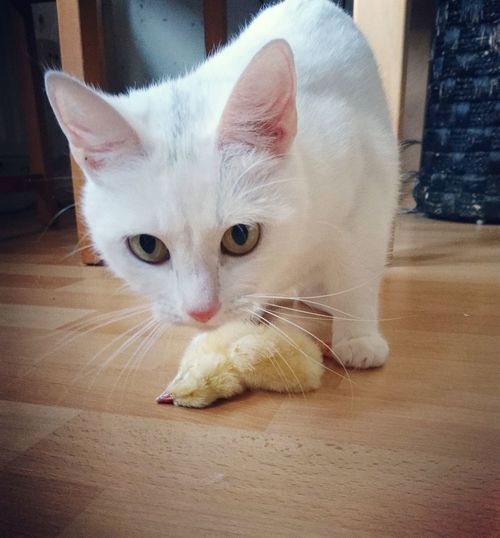 Portrait of cat sitting on hardwood floor