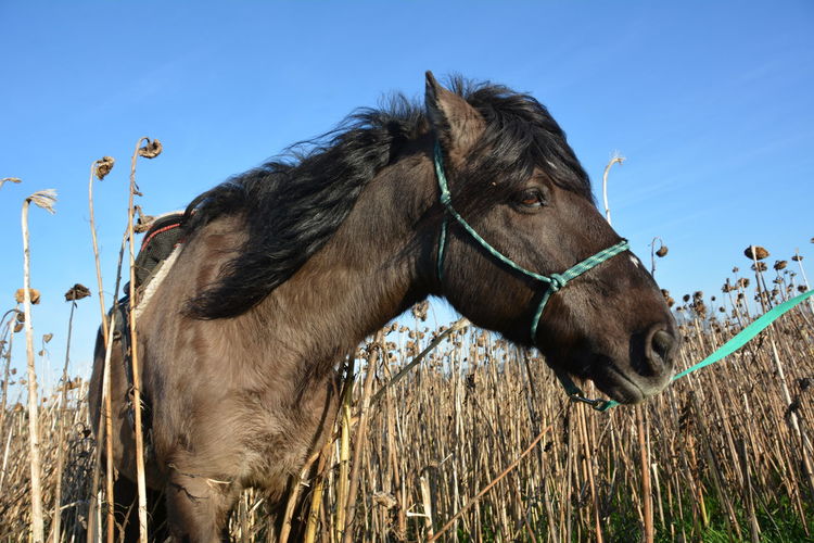 Close-up of horse amidst dried sunflowers against clear sky
