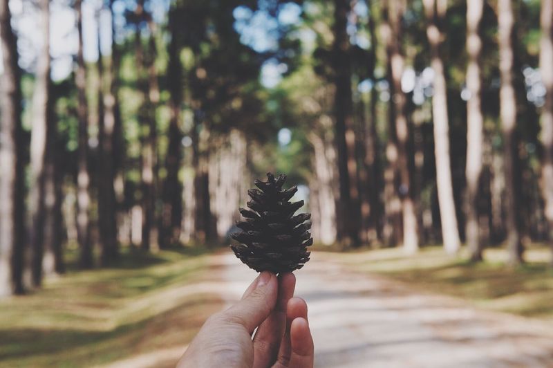 Cropped hand of person holding pine cone against trees