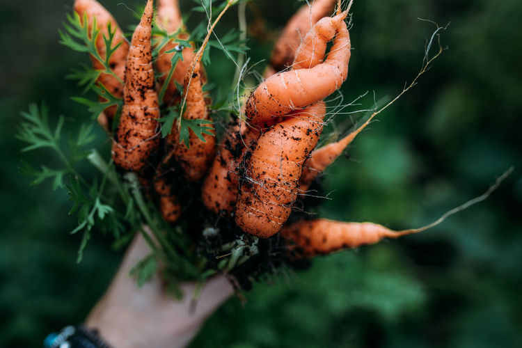 Close-up of hand holding carrots