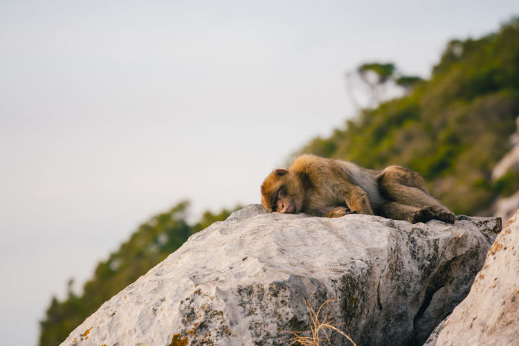 Low angle view of monkey sleeping on rock