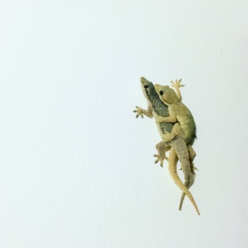 Close-up of lizard on white background