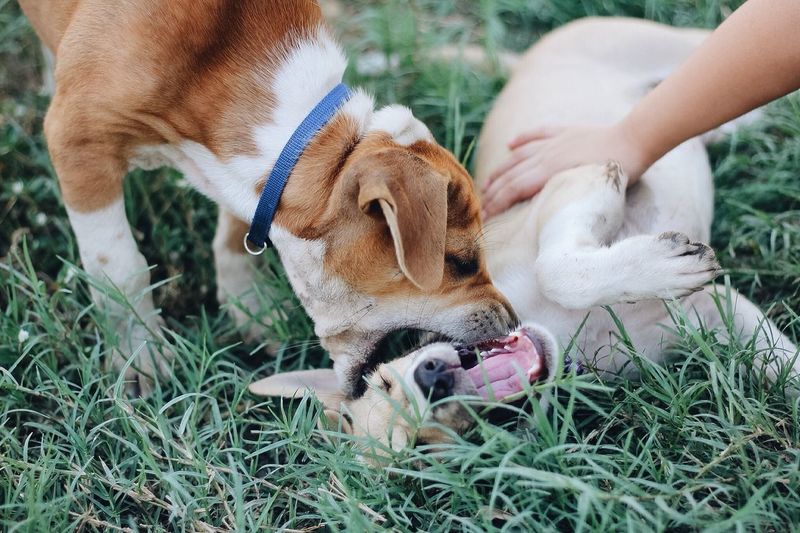 Close-up of dogs playing in grass