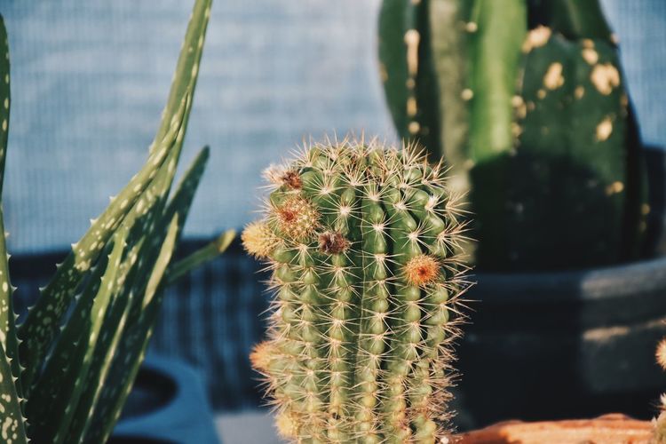 Close-up of cactus growing outdoors