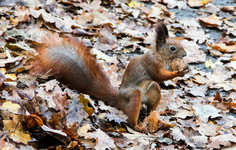 Close-up of squirrel holding nut