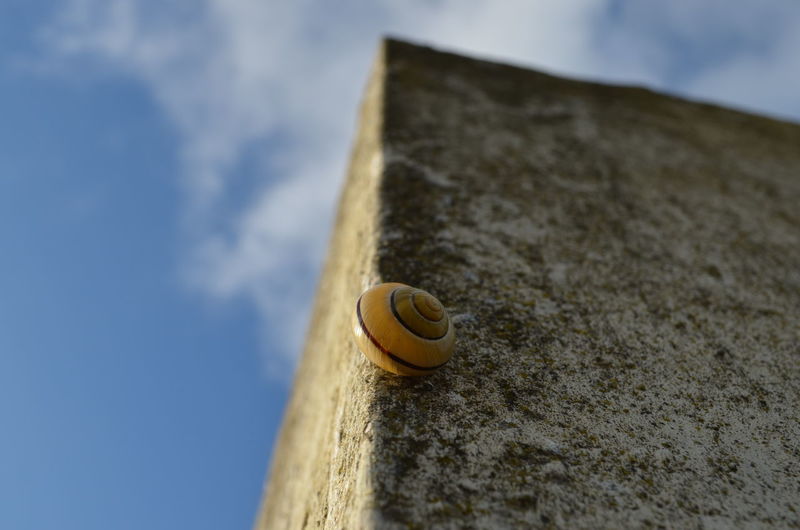 Close-up snail on wall and view of sky